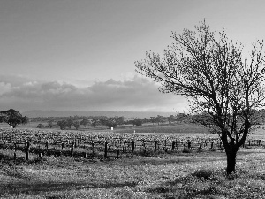 west, Sapling, vineyard, sun