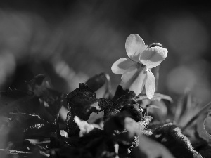 ladybird, White, Viola odorata