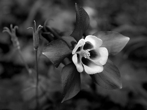 columbine, Colourfull Flowers, Violet