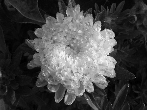 Colourfull Flowers, white, Violet, Aster