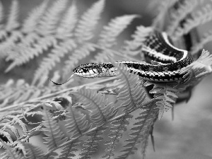 fern, Black and Red, viper