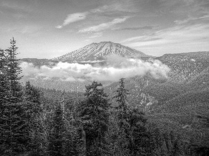 forest, volcano