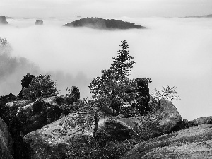viewes, trees, forest, rocks, Saxony, Germany, Děčínská vrchovina, Saxon Switzerland National Park, Fog