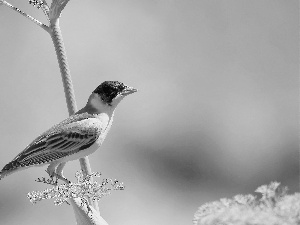 Bird, wagtail