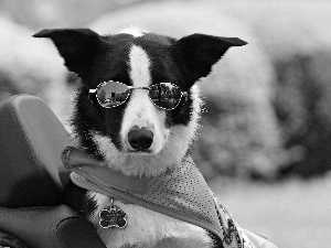 waistcoat, dog, Glasses