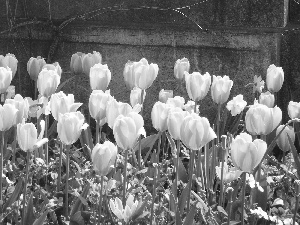 wall, Yellow, Tulips