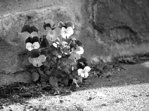 wall, pansies, wall