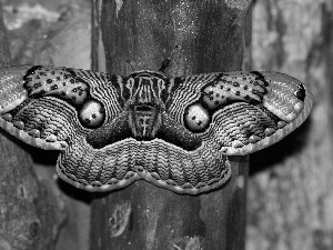 moth, Brahmaea Wallichii