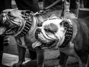 wander, Bulldogs, English