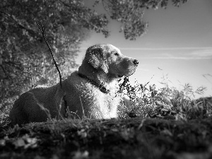 forest, Golden Retriever, wander