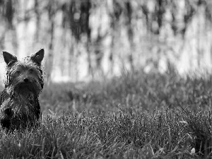 wander, dog, grass