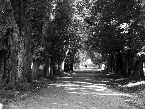 trees, viewes, Way, wander, forest