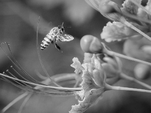 Close, Colourfull Flowers, wasp