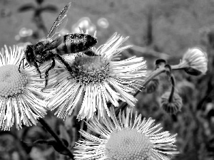 Erigeron, bee