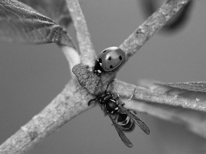 wasp, Twigs, ladybird