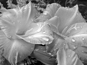 amaryllis, drops, water, Pink