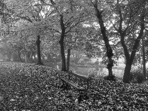 Leaf, Park, water, autumn, container, alley