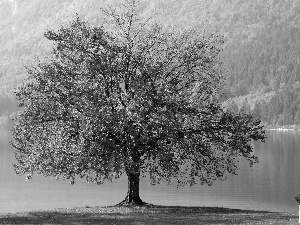 autumn, trees, water, lonely