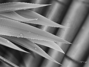 bamboo, drops, water, Leaf