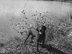 Chesapeake Bay retriever, water