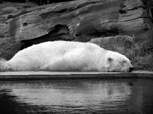 water, White, Bear