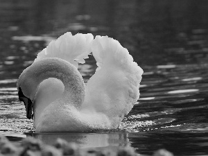 water, Swans, besides