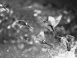 birds, drops, water, hummingbirds