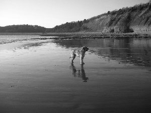 Briard, water