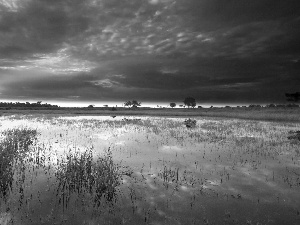 dark, west, water, cane, clouds, sun