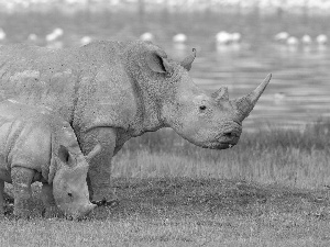 Two cars, grass, water, Rhinos