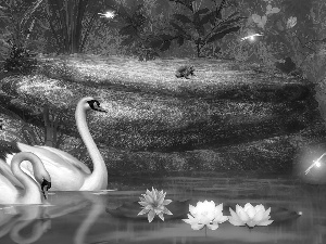 Two cars, lilies, water, Swan