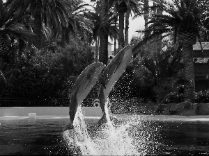 Two cars, Palms, water, dolphins