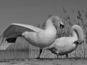 Two cars, Sky, water, Swan