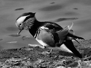 mandarine, Coloured, duck