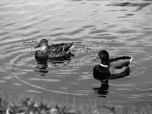 water, ducks, Crosswords