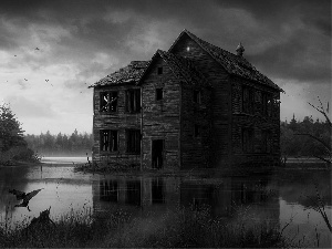 water, Crow, dark, forest, house