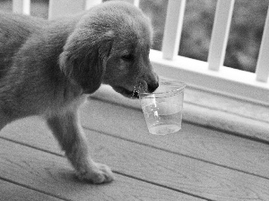 water, dog, Cup