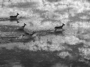 deer, water