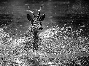 deer, water