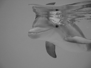 dolphin, water