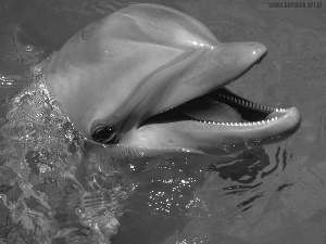dolphin, water
