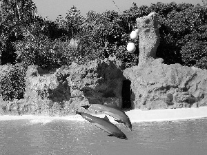 dolphins, rocks, water, jumps
