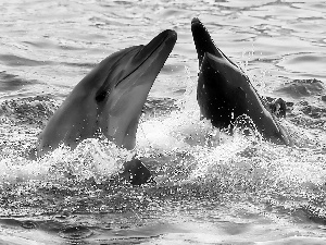 dolphins, water