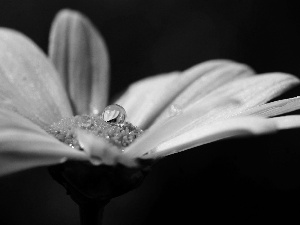 water, Flower, drop