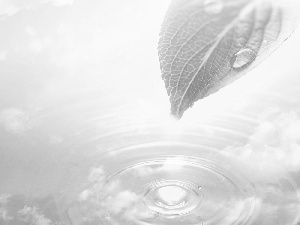 water, leaf, drop