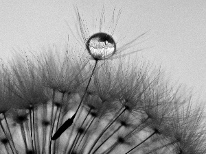 water, puffball, drop