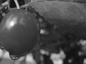 water, cherry, drops