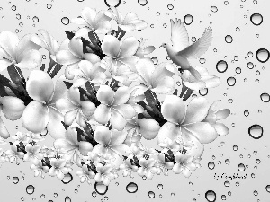 Plumeria, water, 2D, drops