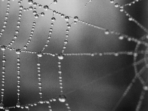 water, Web, drops
