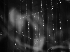 water, Web, drops